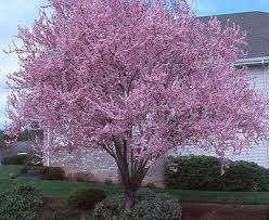 The botanical name is prunus cerasifera. Purple Leaf Sand Cherry Ornamental Trees Plum Tree Purple Leaf Plum Tree