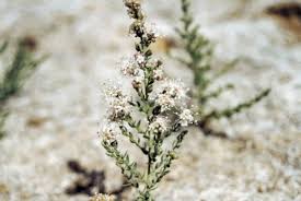 Image result for Cressa cretica