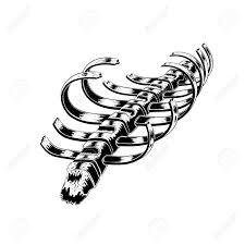 Browse 406 rib cage drawing stock photos and images available, or start a new search to explore more stock photos and images. Human Rib Cage Broken Vector Hand Drawn Illustration Vector Royalty Free Cliparts Vectors And Stock Illustration Image 101907148