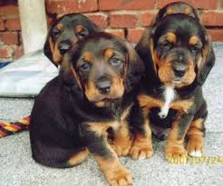 Tyrolean Hound Tiroler Bracke Dogs Puppy Tiroler Bracke Bilder