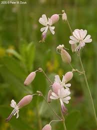 Image result for Silene kiwuensis