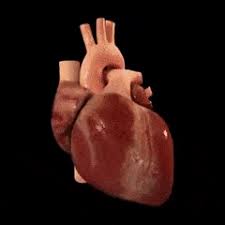 Great collection of classic red heart gif images and different pink, diamond and pixel animated hearts. Best Heart Animation Gifs Gfycat
