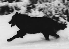 Shadowberry is 10 years old and appeared as padfoot, the animal incarnation of sirius black. Sirius Black Wolf Harry Potter Werewolf Aesthetic Black Wolf Werewolf