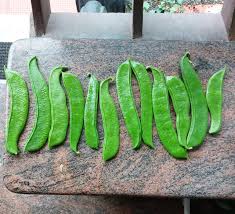 Image result for Canavalia gladiata