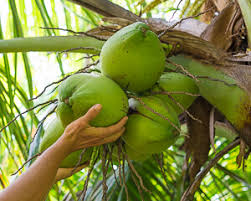 Sure, you can walk into the grocery store and toss a bag of nectarines or honeycrisp apples into your. 5 Best Tropical Fruits To Grow In Your Backyard Plant Instructions