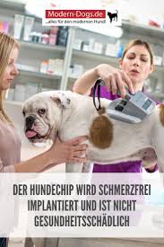 Der Hundechip Vor Und Nachteile Und Wofur Er Uberhaupt Gebraucht Wird Hunde Hundehaltung Hundegesundheit