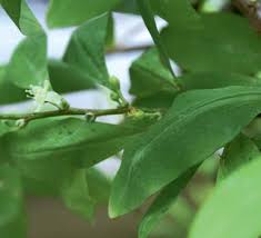 Image result for Aneulophus congoensis