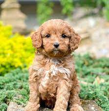 Maybe you would like to learn more about one of these? Cavapoo Puppies For Adoption Home Facebook