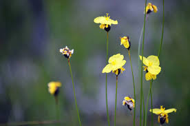 Image result for Xyridaceae