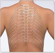 The rib cage is the arrangement of ribs attached to the vertebral column and sternum in the thorax of most vertebrates, that encloses and protects the heart and lungs. Jaypeedigital Ebook Reader