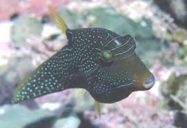 Image result for Blepharis dunensis