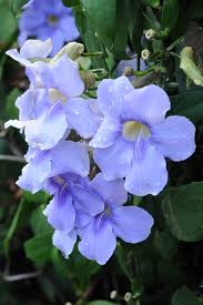 We did not find results for: 8 Flowering Vines To Plant This Spring For Tropical Style