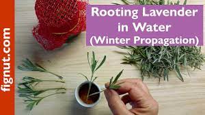 No wonder growing lavender in as a rule of thumb, water your lavender plant when the soil feels dry rather than following a watering schedule. Rooting Lavender In Water Winter Propagation Youtube