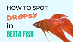 How To Treat Dropsy In Betta Fish Symptoms And Cure For Dropsy