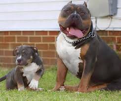 We specialize in producing only the here are some of the colors american bully!!! Champagne Tri Merle Xl American Bully Puppies Bully Fiendz