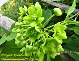 Image result for Marsdenia dregea