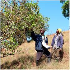 Image result for Anthonotha noldeae