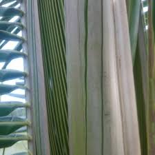 Gambar biground spanduk pohon kelapa, hd png download. Janur Daun Kelapa Kuning Per Lembar Shopee Indonesia