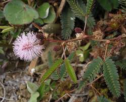 Image result for Mimosa pudica