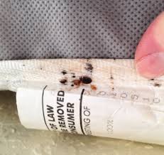1310 neff st denton, tx 76201. A Smart Pest Control Denton Tx Denton County Texas Www 365pest Com