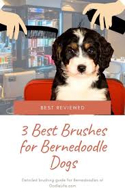 At bernedoodle puppyspot you can rest assured that your new puppy is coming from a vetted, responsible breeder. Best Brush For Bernedoodle The 3 Best Grooming Brushes Reviewed