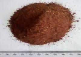 Image result for Erythroxylum emarginatum