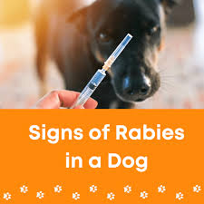 Image result for Rabies