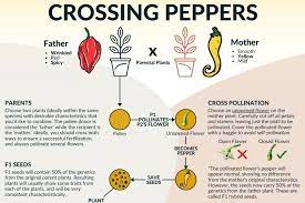 Here we discuss peppers and everything to do with them. How To Crossbreed Peppers Properly Full Guide Pepper Geek