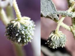 Image result for Cryptolepis oblongifolia