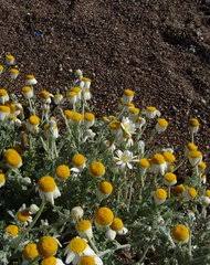 Image result for Grangea anthemoides