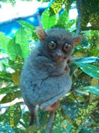 This page was last edited on 31 december 2016, at 21:42. Looks Like That Dude From Madagascar I Like The Way You Move It Move It Bild Von Bohol Island Bohol Province Tripadvisor
