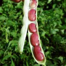 Green beans, lima beans, and dry beans (such as kidney beans) are common choices among gardeners. Dark Red Kidney Drying Bean My Organic World