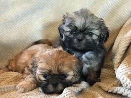 The puppy you're looking for. Shih Tzu Poodles Puppies Novocom Top