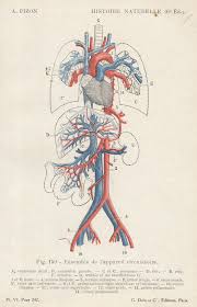 Pl6 Histoire Nat Medical Illustration Medical Anatomy Human Anatomy And Physiology
