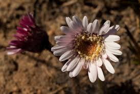 Image result for Gerbera viridifolia