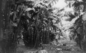 There is some discrepancy of whether the original date planned for the massacre was to be april 19 or 20. Old Time Farm Crime The Banana Massacre Modern Farmer