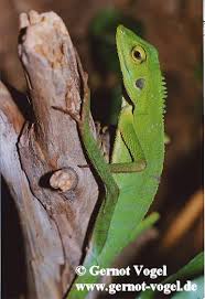 Image result for Blotiella crenata