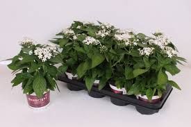 Image result for Pentas lanceolata