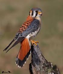 Nuts About Birds Est 213 On Instagram American Kestrel Falco Sparverius Canada Photographer Wild Birds Photography Birds Of Prey Wild Birds