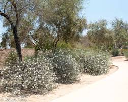 Image result for Cordia