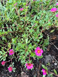 Image result for Portulaca oleracea