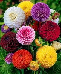 You will see 200 of the most beautiful flowers in the world, different types of flowers from common to rare flowers that growing in gardens. 2017 New 1bag Mix 50pcs Rare Beautiful Dahlia Flowers Perennial Plant Seeds Other Seeds Bulbs Home Garden Worldenergy Ae
