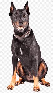 Metal dining table legs australian kelpie puppies. Silla Png Images Pngwing