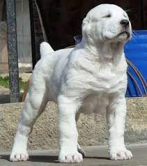 This breed was originally developed for guarding sheep. 180 Alabai Ideas Alabai Dog Dogs Puppies