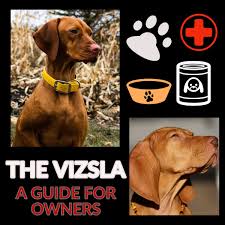 The southern california vizsla rescue rehomes vizslas that need a good loving home. The Vizsla A Guide For Owners Pethelpful