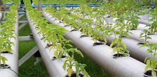 الزراعة بدون تربة كيف تتم زراعة المحاصيل مائيا المؤسسة الخضراء The Green Establishment