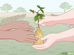 This allows easy access under the tree canopy for weed control, entry of light to the root zone, an even irrigation watering pattern and eventually access for harvesting of truffles. 3 Easy Ways To Grow Truffles Indoors Wikihow