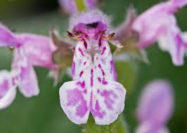 Image result for Stachys
