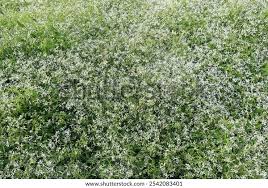 Image result for Euphorbia graminea