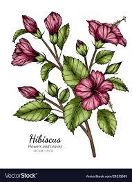 Pink Hibiscus Flower And Leaf Drawing With Line Vector Image On Vectorstock Hibiscus Flower Drawing Hibiscus Drawing Leaf Drawing